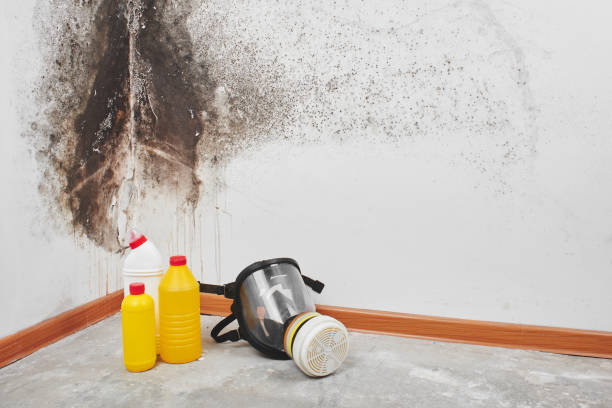 Best Mold Removal Process  in South Les, AK