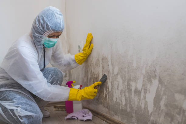 Best Mold Testing  in South Les, AK