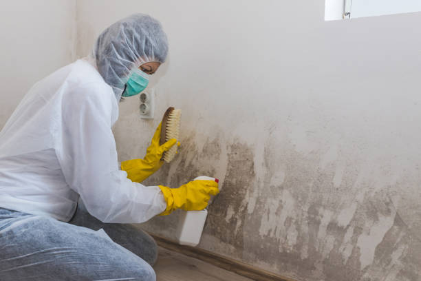 Best Mold Cleaning Services  in South Les, AK