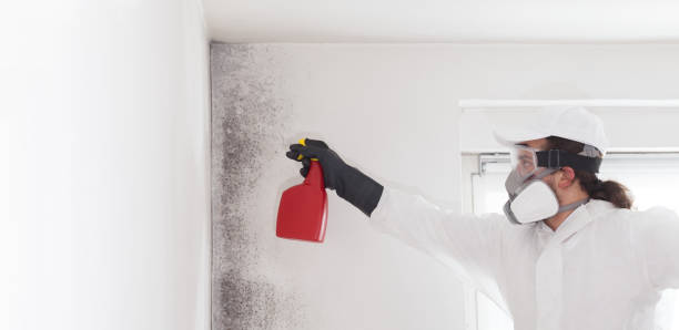 Mold Removal Process in South Lakes, AK