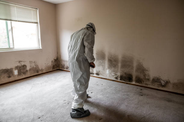 Best Water Damage Restoration  in South Les, AK