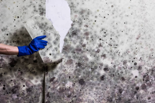 Best Mold Removal Company Near Me  in South Les, AK