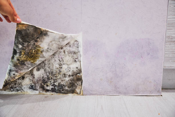 Water Damage Restoration in South Lakes, AK
